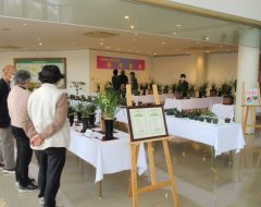 2025年3月　東洋蘭・雪割草展示会8